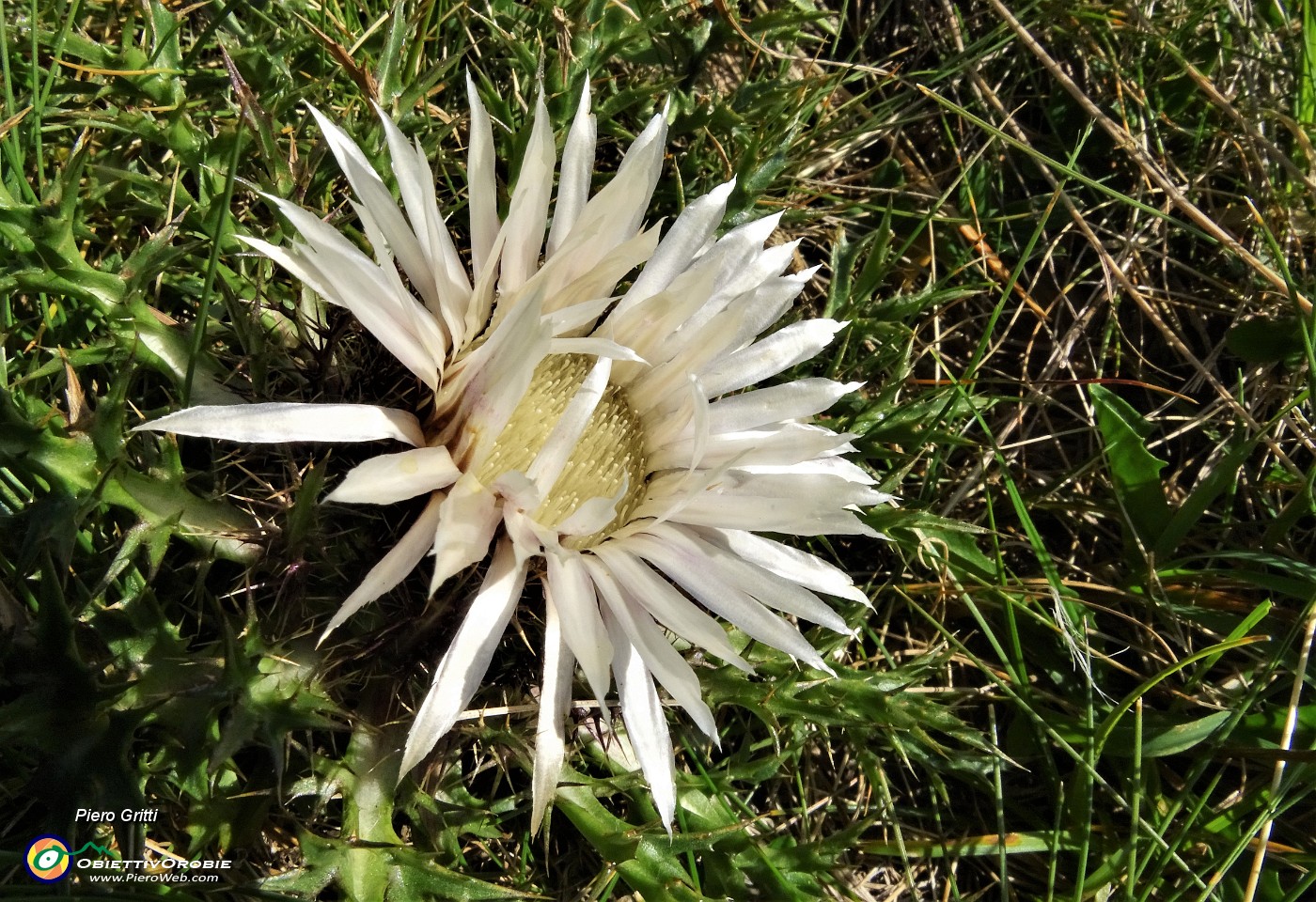 14 Fiore di carlina.JPG -                                